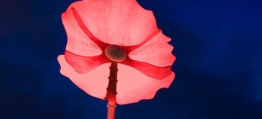 Dublin Poppy 12 metre tall Dublin Poppy